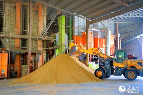 搶收稻谷助歸倉，彭澤農忙展豐景