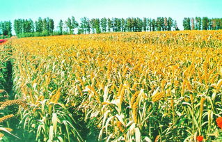 藍天碧水好生態 綠色品牌靚龍江稻谷