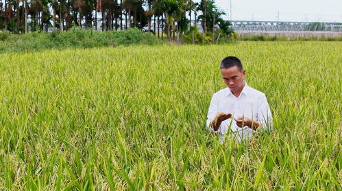 樂東三十余種特色產品亮相冬交會，稻谷飄香展現農業魅力