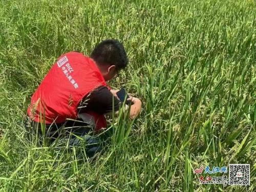 人保財險金溪支公司積極開展受災水稻查勘，助力農戶減災復產