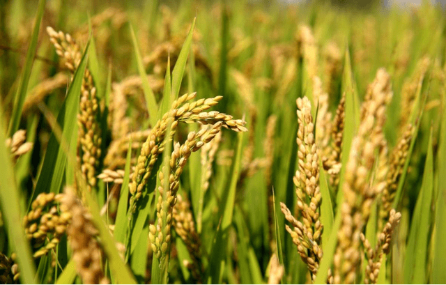 小麥 世界糧倉的堅實支柱與全球文明的基石