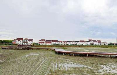 上海金山 “小米?！变伨袜l村振興新“稻”路