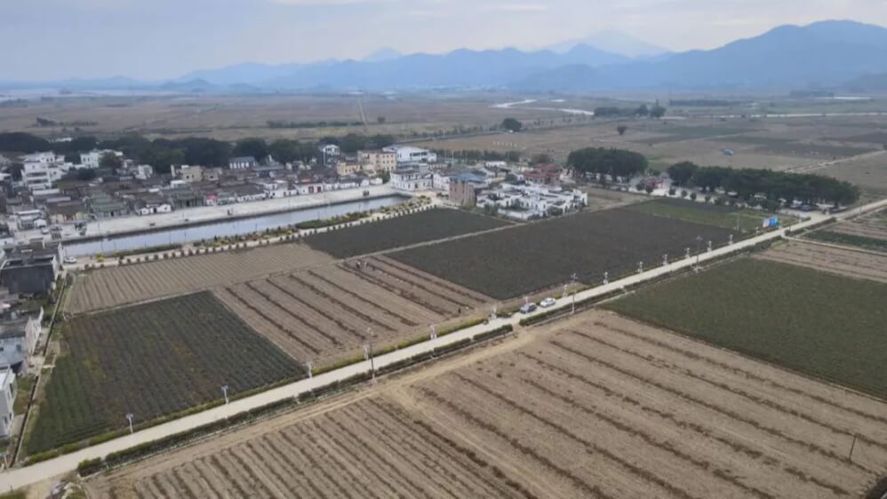 聯村公司“跨村運營”破局，海豐赤坑稻谷飄香里的鄉村振興新路徑