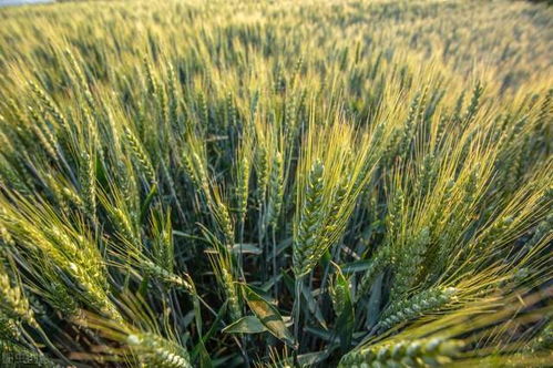 糧價格局生變 玉米跌勢趨緩，小麥加速上漲，稻谷行情能否迎來反彈？